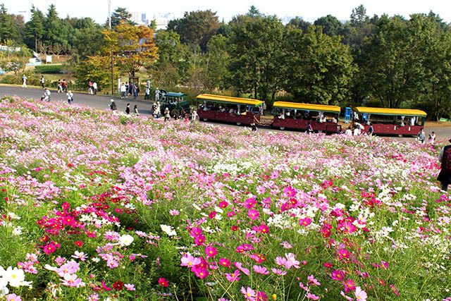 [Tokyo] Showa Kinen Park