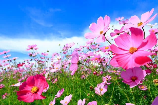 代表日本秋季的「波斯菊」