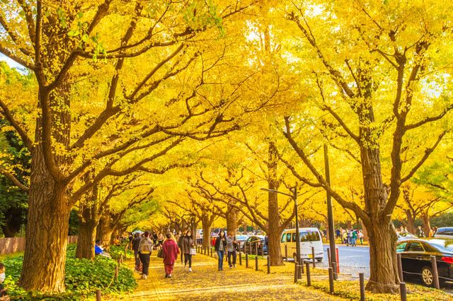 Glorious Autumnal Spectacle! Tokyo's Ginkgo-Lined Streets Awash in Golden Splendor!