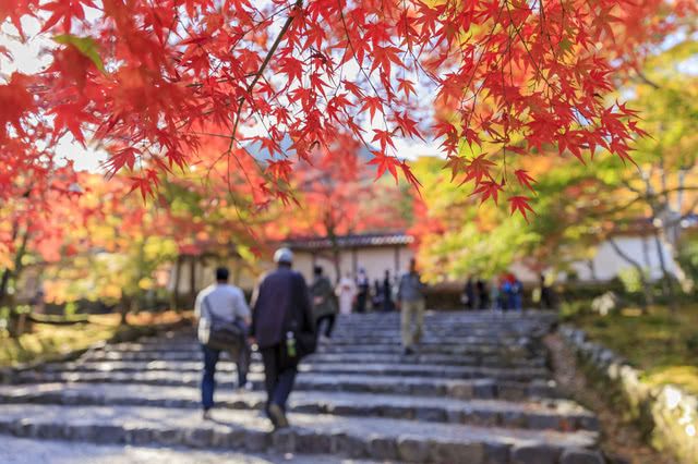京都紅葉季是何時？