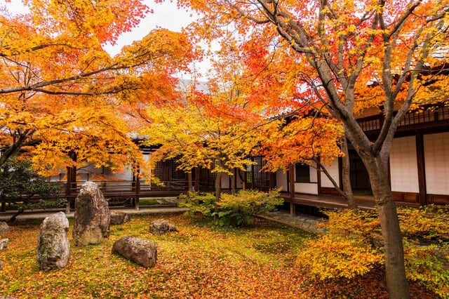 東山推薦的楓葉景點：建仁寺