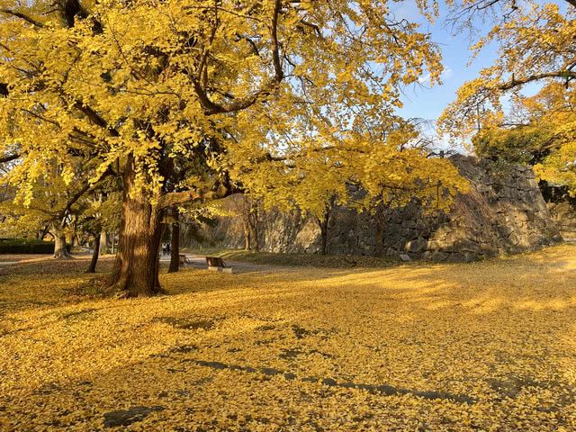 Urban Greenery to the Great Outdoors: The Best Autumn Foliage Spots in Kyushu for Breathtaking Views
