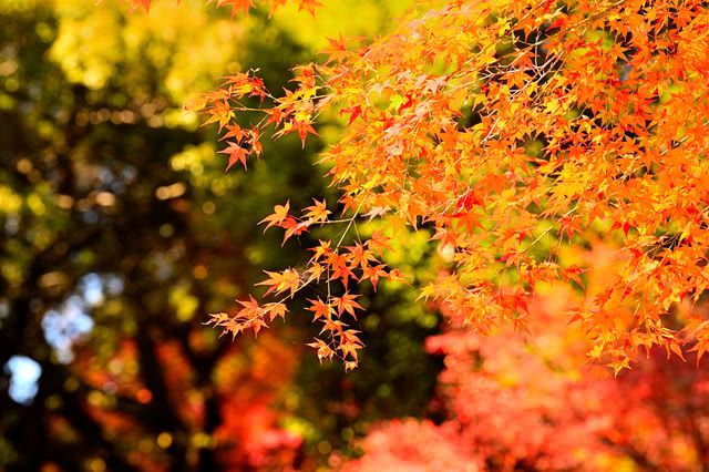 Urban Greenery to the Great Outdoors: The Best Autumn Foliage Spots in Kyushu for Breathtaking Views