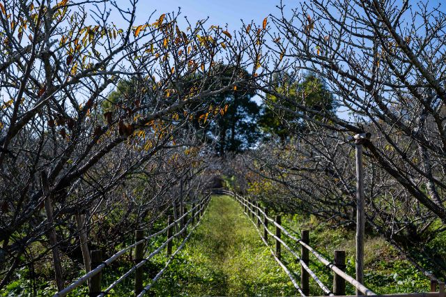 在名列世界遺產和國寶的神社佛閣,享受特別體驗