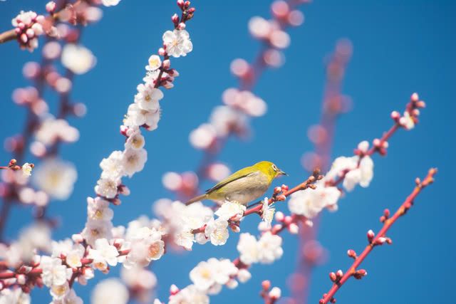 Embrace the Arrival of Spring With Plum Blossoms and a Seasonal Feast
