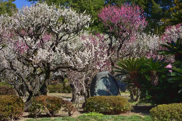 盛開梅花相伴　品嚐當地美味感受春天來臨！