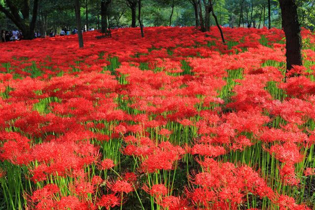 긴차쿠다 만주사게 공원: 일본에서 가장 아름다운 히간바나 명소, 무려 500만 송이가 펼치는 장관!