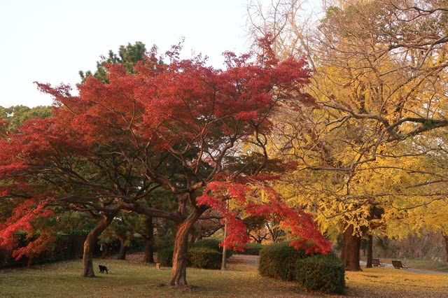 규슈의 가을 단풍 최고 명소: 마이즈루 공원 (후쿠오카 시, 후쿠오카)