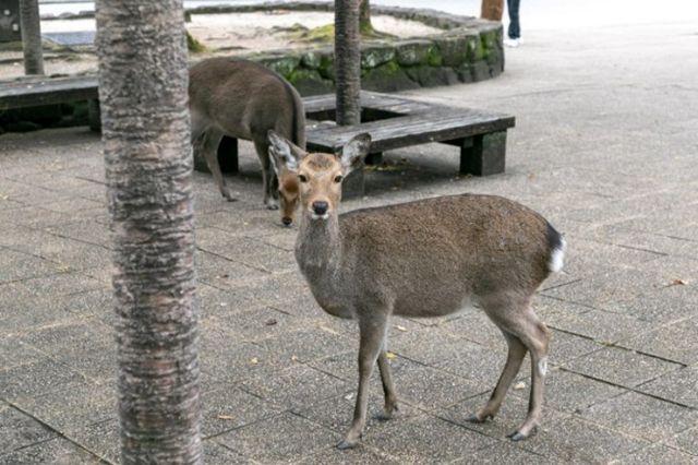 ～在名列世界遺產和國寶的神社佛閣，享受特別體驗～「THE LEGENDARY JAPAN」專案：接觸日本獨特的文化，在特別的空間盡享頂級主廚帶來的美味料理｜廣島/宮島