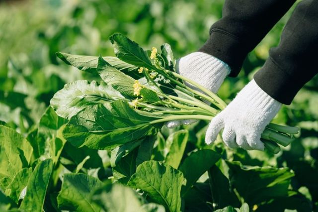 打開幸運之門:到被評為日本第一靈驗的開運寺廟參加佛教儀式熊谷小旅行