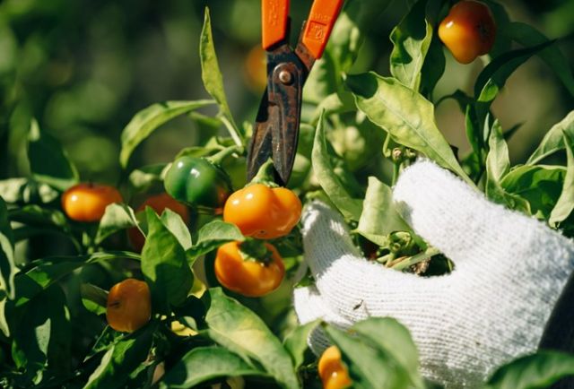 打開幸運之門:到被評為日本第一靈驗的開運寺廟參加佛教儀式熊谷小旅行