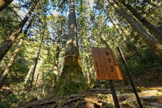 Exploring Shinshiro: A City Packed with Japanese Charm. Immerse Yourself in Local Travel, Enjoying Nature, Hot Springs, and Cuisine | Shinshiro City Wellness Tour