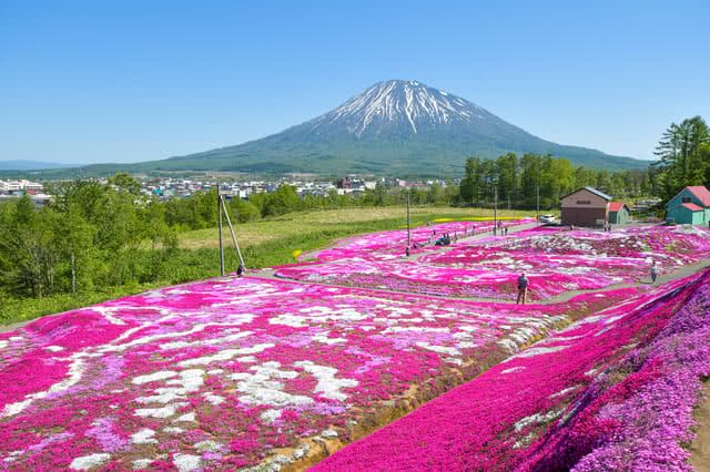 Why You Should Visit Niseko in the Summer