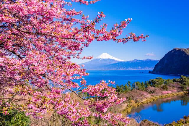 Enjoy Japan’s Springtime Ohanami Culture at These Amazing Cherry Blossom Viewing Spots!