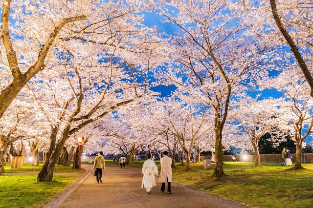 Cherry Blossom Viewing Customs in Japan