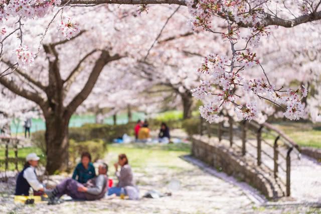 Enjoy Japan’s Springtime Ohanami Culture at These Amazing Cherry Blossom Viewing Spots!