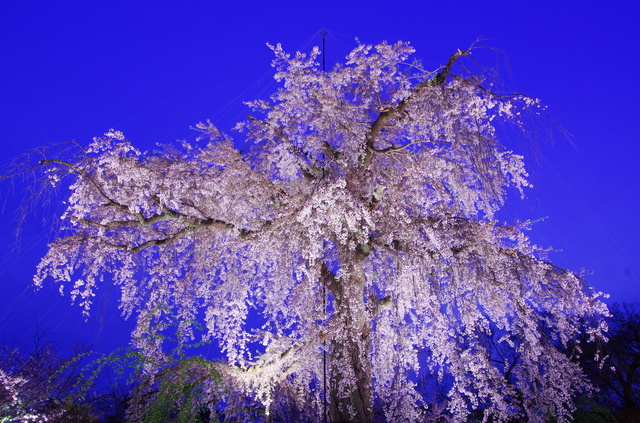 1. Maruyama Park (Gion)