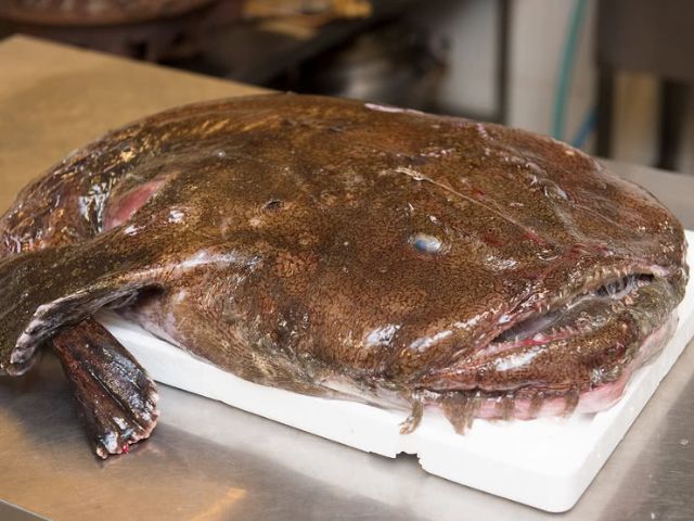 Monkfish