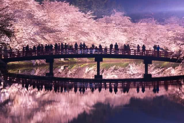 Discover the Magical Hirosaki Sakura Festival, Captivating 2 Million Visitors Every Year!