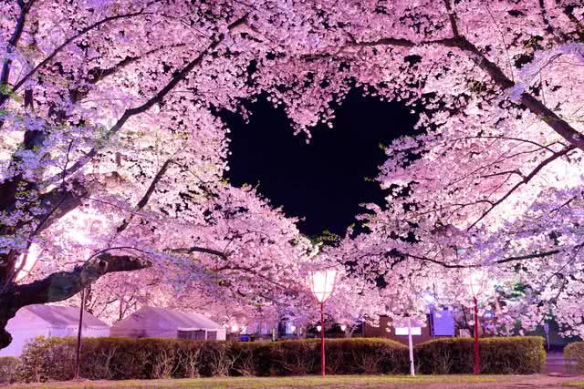 Discover the Magical Hirosaki Sakura Festival, Captivating 2 Million Visitors Every Year!