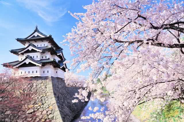 Discover the Magical Hirosaki Sakura Festival, Captivating 2 Million Visitors Every Year!