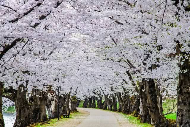 弘前櫻花祭基本介紹