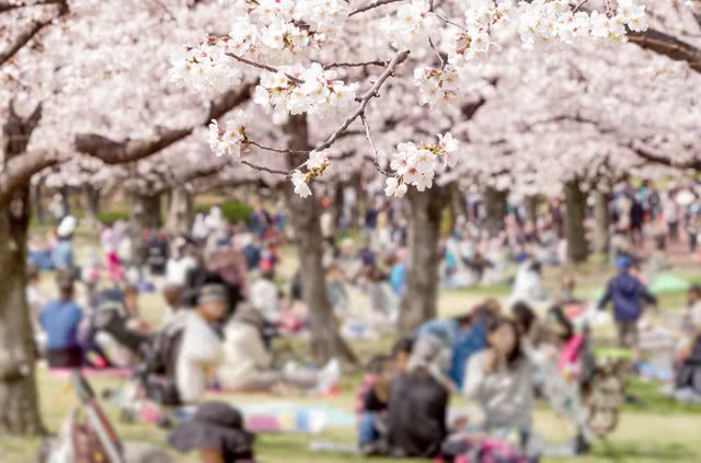 Springtime Splendor Equal to Cherry Blossoms! Where to Find Japan’s Best Wisteria