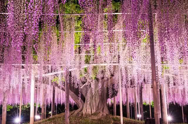 Springtime Splendor Equal to Cherry Blossoms! Where to Find Japan’s Best Wisteria