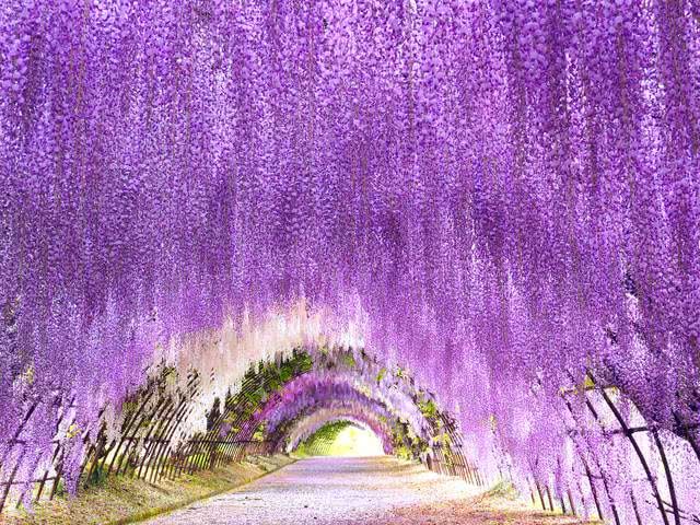 Springtime Splendor Equal to Cherry Blossoms! Where to Find Japan’s Best Wisteria