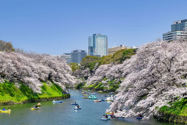 日本人的春天樂趣！日本的賞花文化