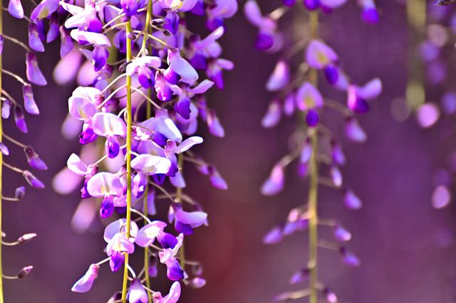 櫻花不是唯一選擇！春天的藤花魅力和花期