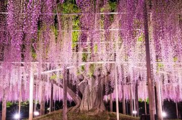 不输樱花的春天绝景!美丽藤花的知名景点