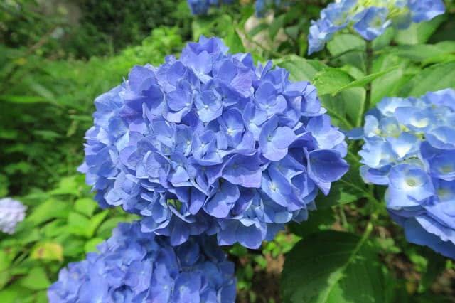 眾所矚目的繡球花景點─六甲高山植物園