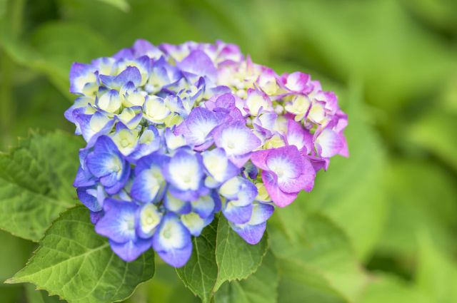 说到日本梅雨就想到绣球花!欣赏神户六甲山绽放的「六甲Blue」