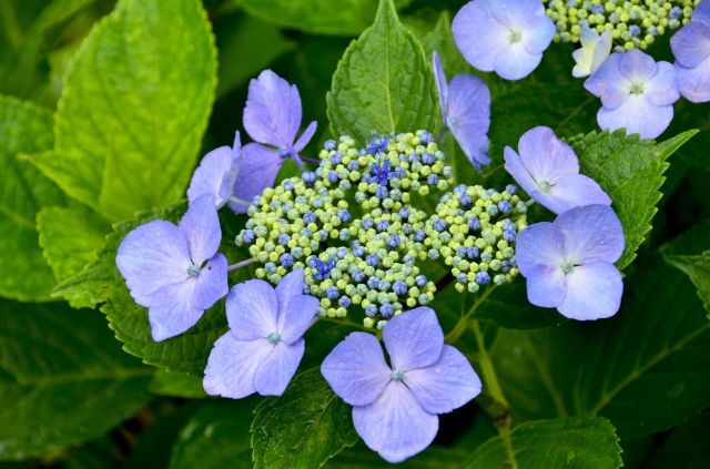 说到日本梅雨就想到绣球花!欣赏神户六甲山绽放的「六甲Blue」
