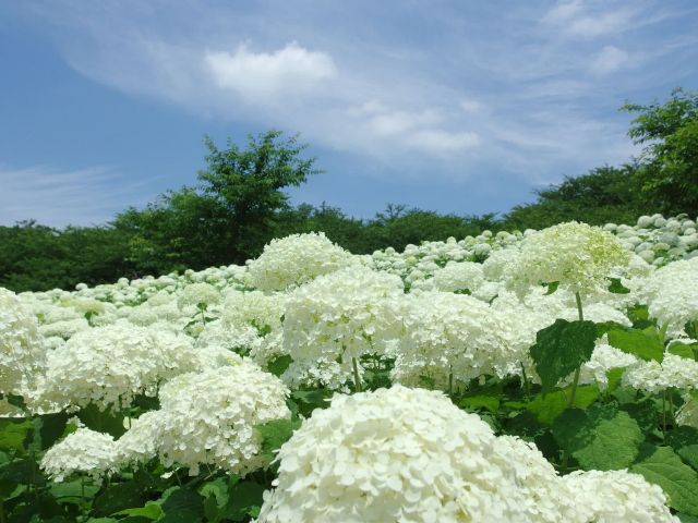 说到日本梅雨就想到绣球花!欣赏神户六甲山绽放的「六甲Blue」