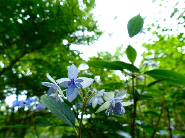说到日本梅雨就想到绣球花!欣赏神户六甲山绽放的「六甲Blue」