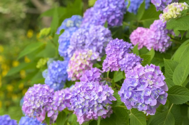 说到日本梅雨就想到绣球花！欣赏神户六甲山绽放的「六甲Blue」