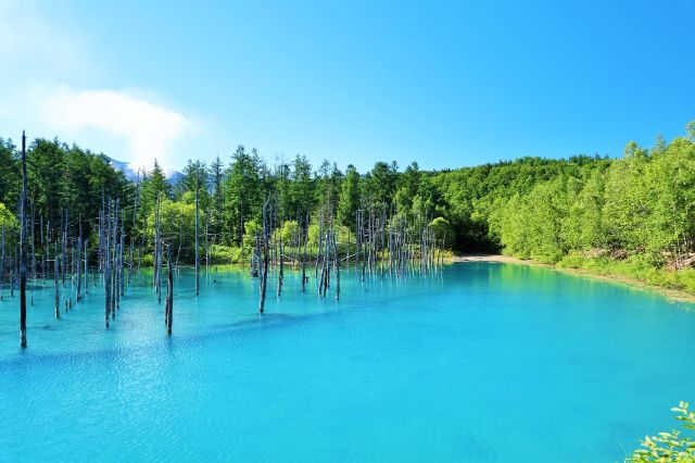 Shirogane Blue Pond: A Fantastical Scene of Cobalt Blue Waters and Withered Trees