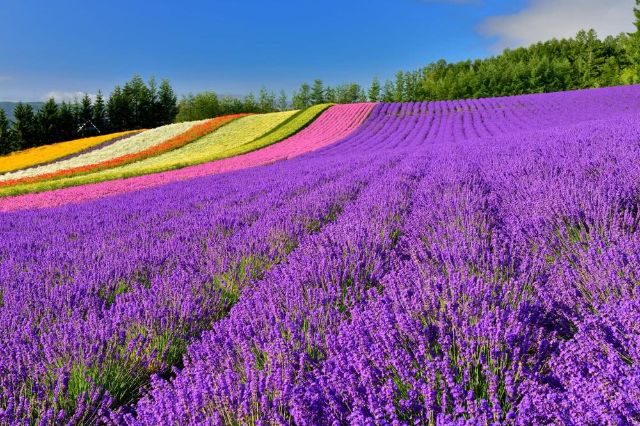 Tomita Farm: Immerse Yourself in a World of Purple at Hokkaido's Famous Lavender Fields