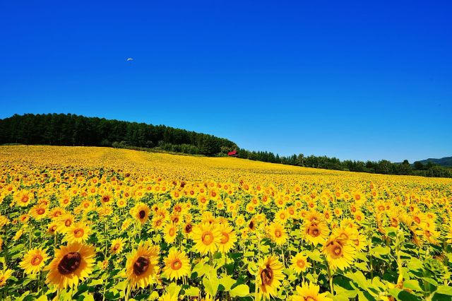 夏天的北海道推薦到美瑛、富良野地區！