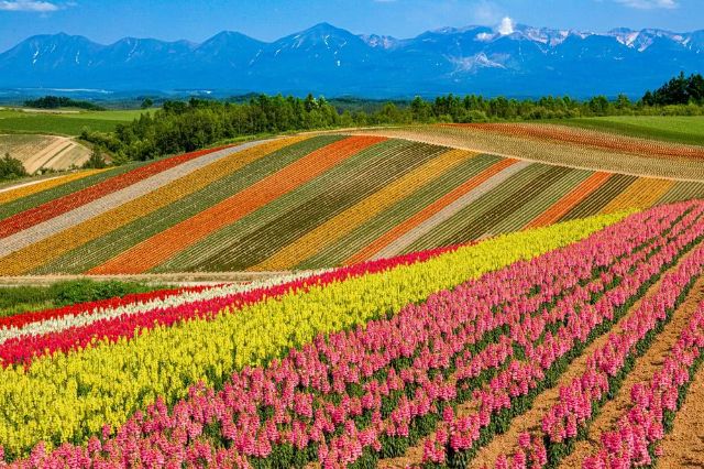 色彩漸層超美的「展望花畑　四季彩之丘」