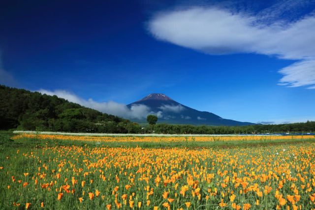 隨處看都是美景！夏天正是最佳季節的賞花景點