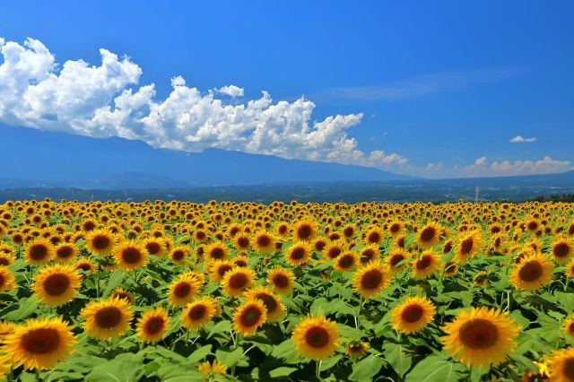 在魄力十足的景點參加活動吧！