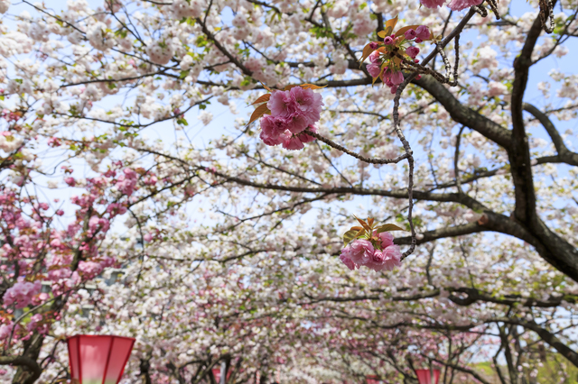 1. Japan Mint's Cherry Blossom Viewing in Osaka (Temmabashi)