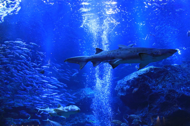 Sumida Aquarium(预计所需时间:约2小时)