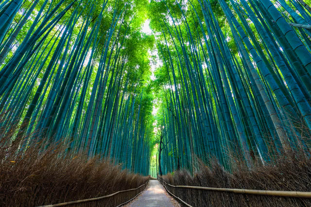 京都著名旅游景点的顶级午餐地点
