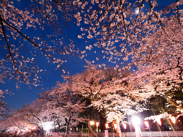 日本最佳赏樱花景点和餐厅
