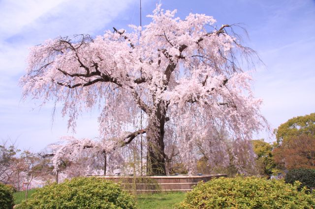 [上午11:00] 圆山公园
