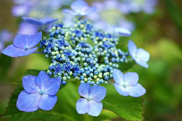 什么是绣球花?